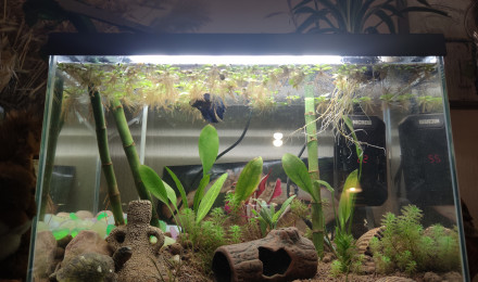 aquarium Bac Combattant - Nano 35L