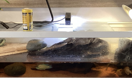 aquarium Tortue  tropicale