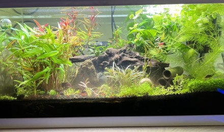aquarium shrimp world