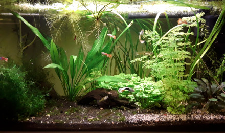 aquarium Endler