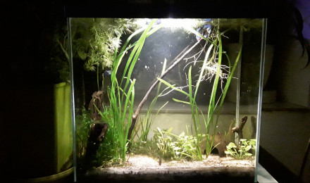 aquarium Betta