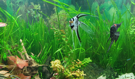 aquarium BAC 600 LITRES