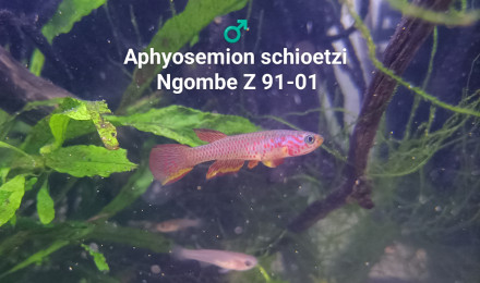 aquarium 331 03 Couple Aphyosemion schioetzi Ngombe Z 91-01
