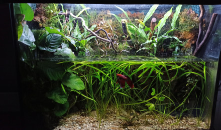 aquarium Gneiss Rock Betta