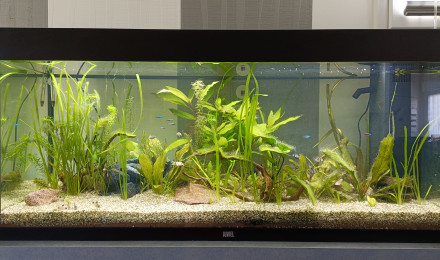 aquarium Juwel amazonia