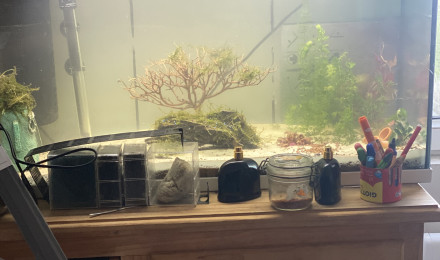 aquarium Aquarium repos et alevins