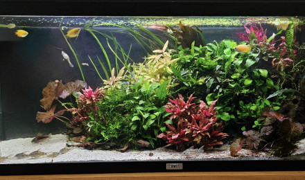 aquarium COMMUNAUTAIRE