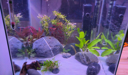 aquarium Nano