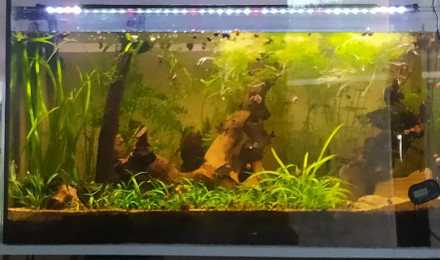 aquarium Prosperity Forest