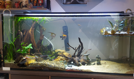 aquarium Le Duplex