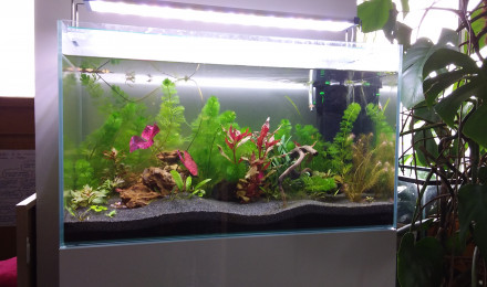 aquarium 80L