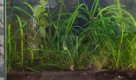 aquarium Nano red cherry