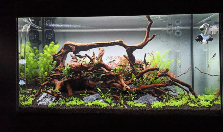 aquarium Nature scape