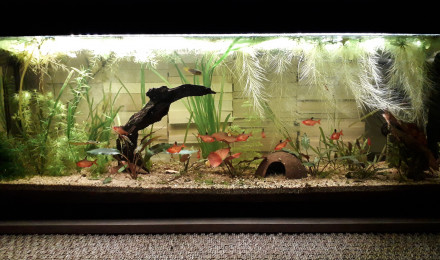 aquarium Serpae otocinclus borellii