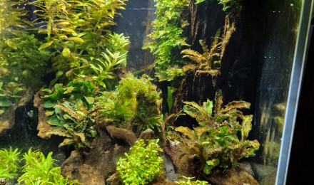 aquarium Nano 20l