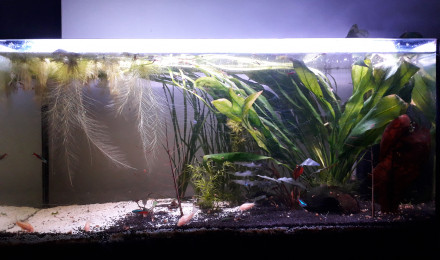aquarium Corys et néons
