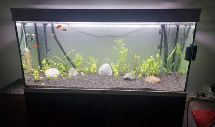 aquarium aqualantils