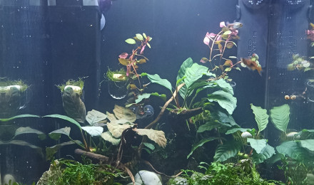 aquarium 60L