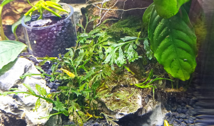 aquarium Yellow néon