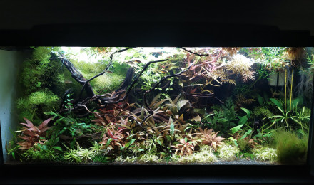 aquarium 80L Galaxy