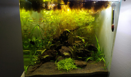 aquarium 55L