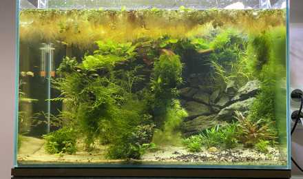 aquarium Mon 80 litres