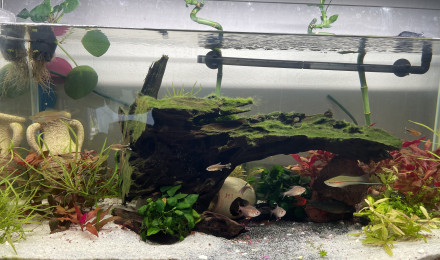 aquarium Mon univers