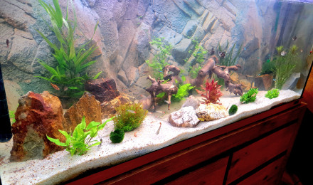 aquarium Aquarium 1 - 200L