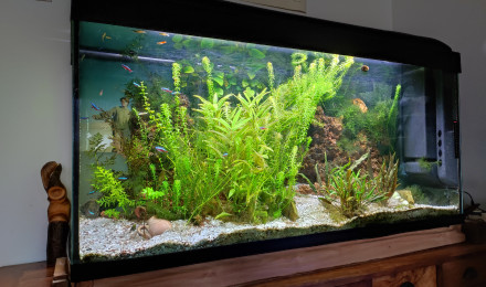 aquarium aquarim communautaire