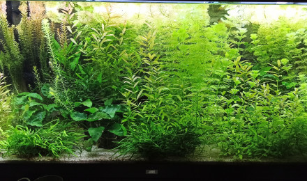 aquarium Bac 360L