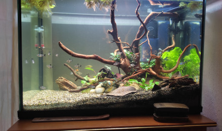 aquarium Aqua 100L Amazon