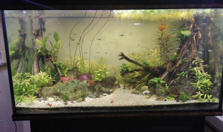 aquarium Aqua 300L communautaire