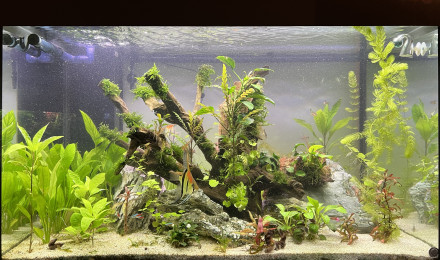 aquarium Scalaire world