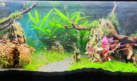 aquarium 2.0