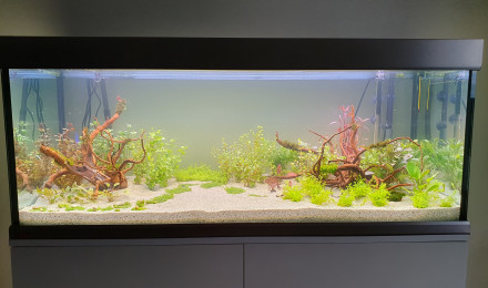 aquarium Amazonien