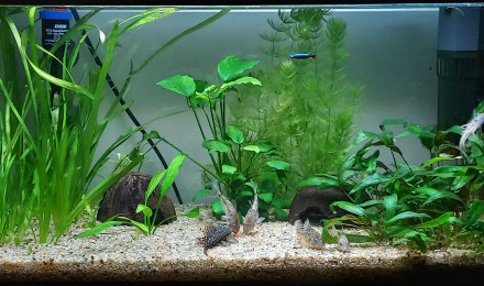 aquarium Bac de reproduction