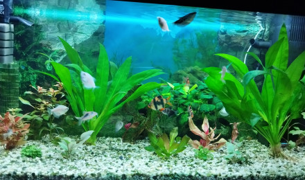 aquarium Juwel Rekord 800