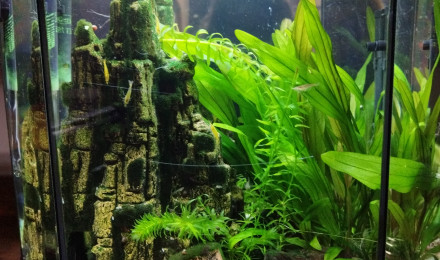 aquarium Communautaire