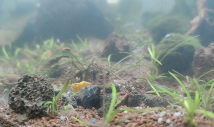 aquarium Bac Nursery - Nano 36 L