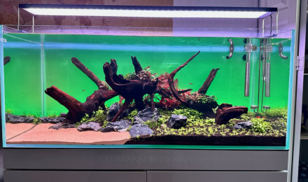 aquarium 300L