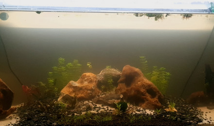 aquarium Eheim 240