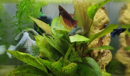 aquarium Femelles Betta
