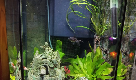 aquarium Poissons Japonais