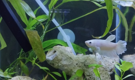 aquarium Betta half-moon blanc