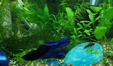 aquarium Betta splendens bleu