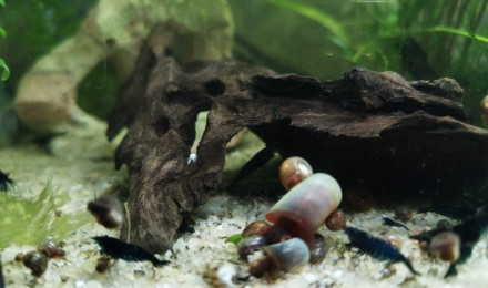 aquarium Crevettes blue vervet