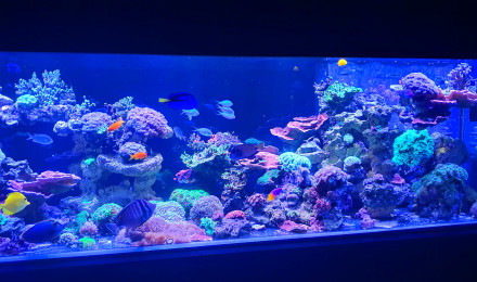 aquarium Aqua recifal