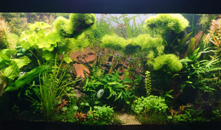 aquarium Bornéo aquascape jungle