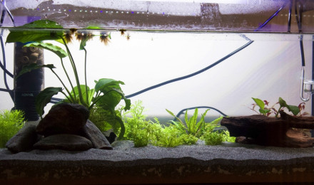 aquarium Eden