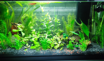 aquarium Premier